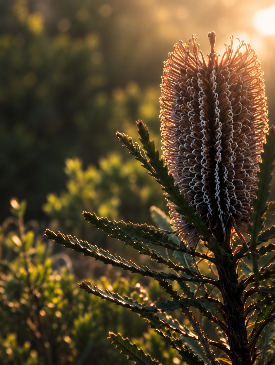 A native banksia flower spike lit by low golden-hour sun, surrounded by soft bushland